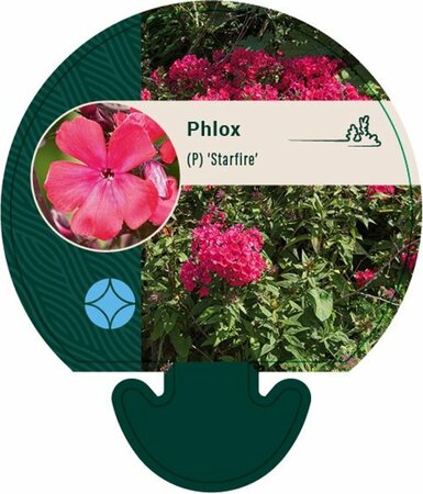 Phlox paniculata 'Starfire' P9 - afbeelding 2