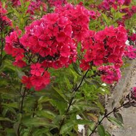Phlox paniculata 'Starfire' P9 - afbeelding 4