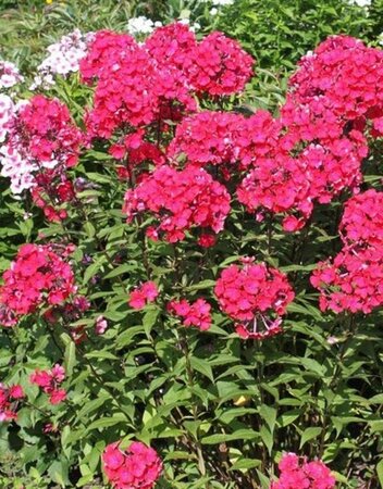 Phlox paniculata 'Starfire' P9 - afbeelding 3