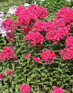 Phlox paniculata 'Starfire' P9 - afbeelding 3