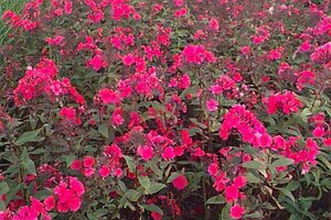Phlox paniculata 'Starfire' P9