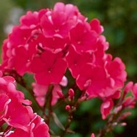 Phlox paniculata 'Starfire' P9 - afbeelding 5