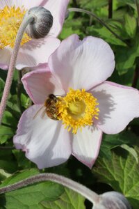 Anemone hybrida 'Hadspen Abundance' C2 - afbeelding 3