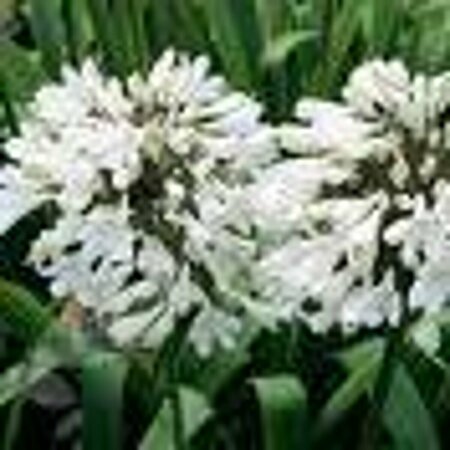 Agapanthus africanus 'Albus' C2 - afbeelding 4