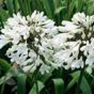 Agapanthus africanus 'Albus' C2 - afbeelding 4
