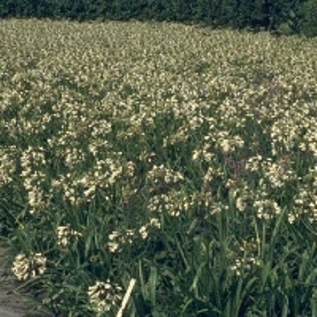 Agapanthus africanus 'Albus' C2 - afbeelding 2