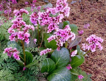 Bergenia 'Pink Dragonfly' P9 - afbeelding 1