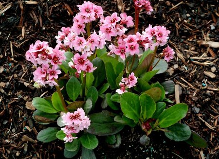Bergenia 'Pink Dragonfly' P9 - afbeelding 2