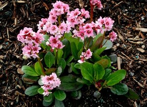 Bergenia 'Pink Dragonfly' P9 - afbeelding 2