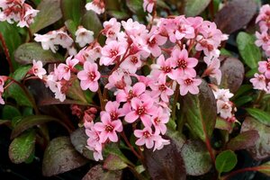 Bergenia 'Pink Dragonfly' P9 - afbeelding 3