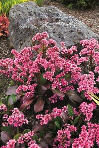 Bergenia 'Pink Dragonfly' P9 - afbeelding 5