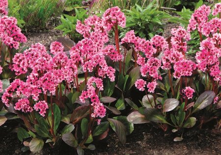 Bergenia 'Pink Dragonfly' P9 - afbeelding 6