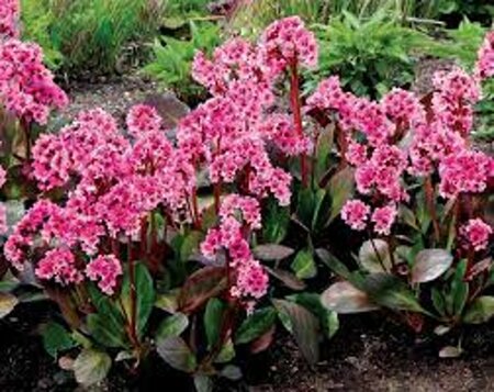 Bergenia 'Pink Dragonfly' P9 - afbeelding 4