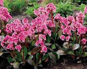 Bergenia 'Pink Dragonfly' P9 - afbeelding 4