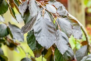 Fagus syl. 'Purple Fountain' 6-8 C. Geveerd