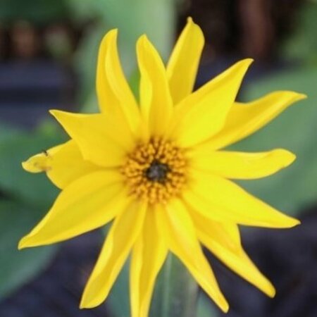 Helianthus atrorubens P9 - afbeelding 2