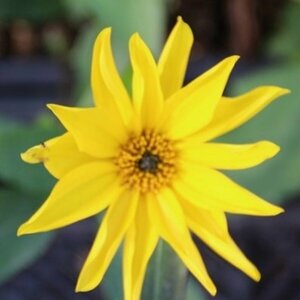 Helianthus atrorubens P9
