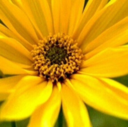 Helianthus atrorubens P9 - afbeelding 3