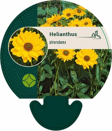 Helianthus atrorubens P9 - afbeelding 1
