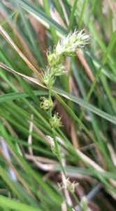 Carex divulsa P9
