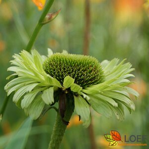 Echinacea purpurea 'Green Jewel' C2