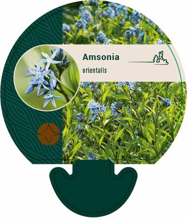 Amsonia orientalis P9 - afbeelding 1