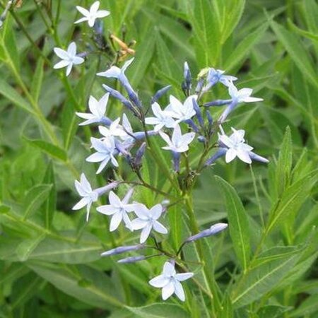 Amsonia orientalis P9 - afbeelding 2