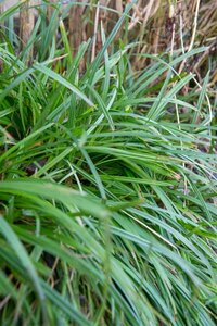 Carex morrowii 'Irish Green' C5