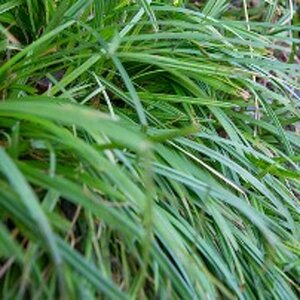 Carex morrowii 'Irish Green' C5 - afbeelding 7