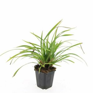 Carex morrowii 'Irish Green' C5 - afbeelding 2