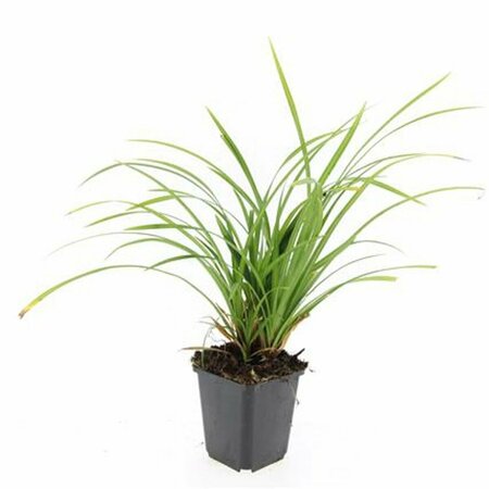 Carex morrowii 'Irish Green' C5 - afbeelding 3
