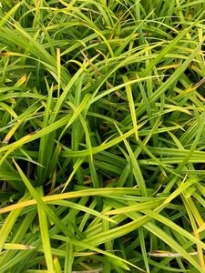 Carex morrowii 'Irish Green' C5