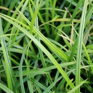 Carex morrowii 'Irish Green' C5 - afbeelding 8