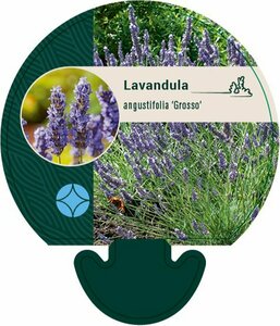 Lavandula int. 'Grosso' C2 - afbeelding 4