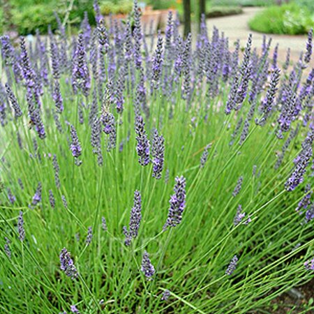Lavandula int. 'Grosso' C2 - afbeelding 1