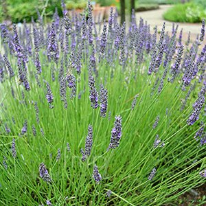 Lavandula int. 'Grosso' C2