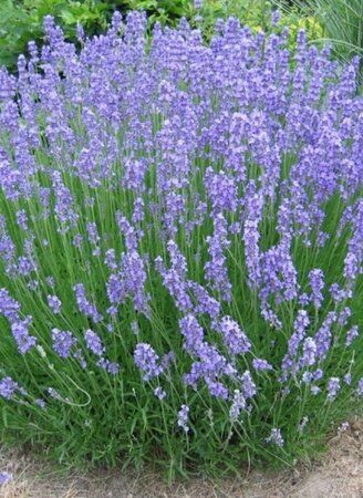 Lavandula int. 'Grosso' C2 - afbeelding 2