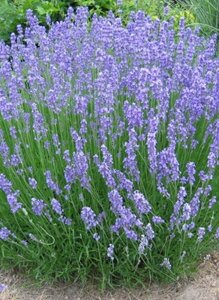Lavandula int. 'Grosso' C2 - afbeelding 2
