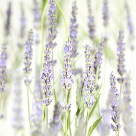 Lavandula int. 'Grosso' C2 - afbeelding 2