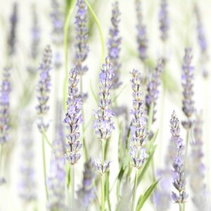 Lavandula int. 'Grosso' C2 - afbeelding 2