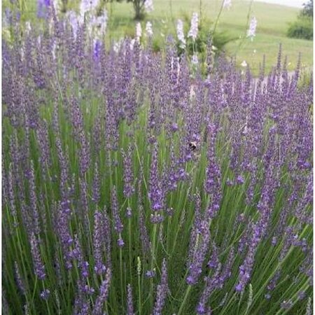 Lavandula int. 'Grosso' C2 - afbeelding 3