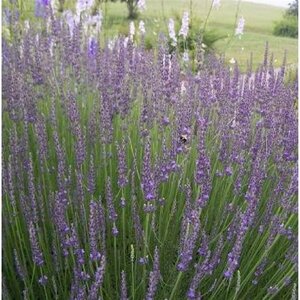 Lavandula int. 'Grosso' C2 - afbeelding 3