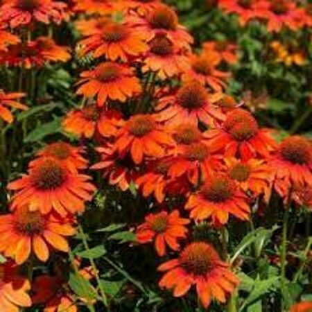 Echinacea purpurea 'Lakota Orange' C2 - afbeelding 2
