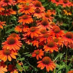 Echinacea purpurea 'Lakota Orange' C2 - afbeelding 2