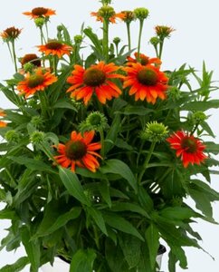 Echinacea purpurea 'Lakota Orange' C2 - afbeelding 3