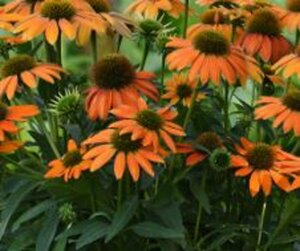 Echinacea purpurea 'Lakota Orange' C2 - afbeelding 4