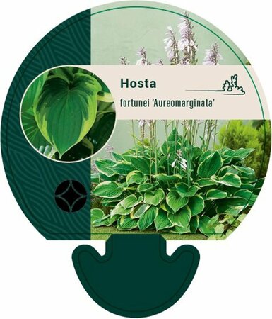 Hosta fortunei 'Aureomarginata' P9 - afbeelding 2