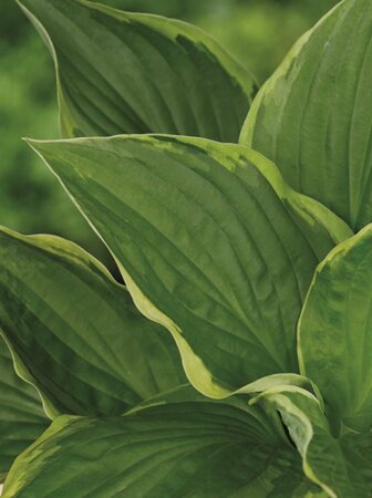 Hosta fortunei 'Aureomarginata' P9 - afbeelding 4
