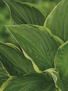 Hosta fortunei 'Aureomarginata' P9 - afbeelding 4