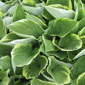 Hosta fortunei 'Aureomarginata' P9